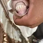 عنز تحتها انثى
