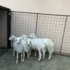 طليان
