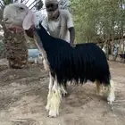 فحل نجدي كفو