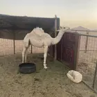 السلام عليكم قعود عمره 7شهور طيب