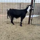 عنز حايل ماقد ولدت شحم