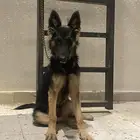 كلب جيرمن شيبرد ( انثى )