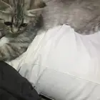 قط الى البيع