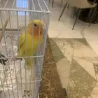 ببغاء روز