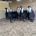 الدوادمي نفي