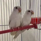 روز البينو
