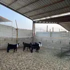 جفرات عوارض