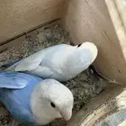 للبيع جوز روز مع فرخ