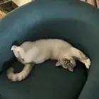 قطط أنثى وذكر