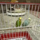 عصفور للبيع