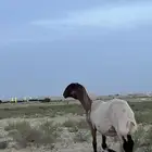 نعجة تم البيع