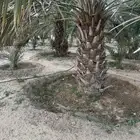 نخل مثمر نوايع