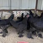 فروخ سود ملكي