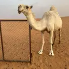 ضروبه سنها شاق