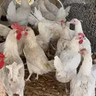 للبيع دجاج بياض لهمن