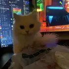 قطه انثى للتبني