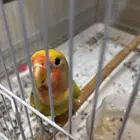 عصفور روز بألوان جميله