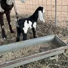 عنز طيبه والد معها تيس