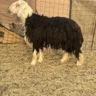فحل نجدي مشروط
