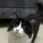 قط امريكي انثى