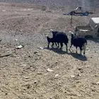 نعاج نجديات للبيع