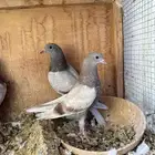 حمام باكستاني