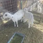 للبيع شاه رفيديه
