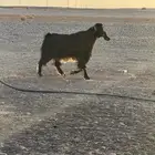 تيس فحل