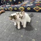 قطط هملايا