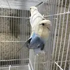 جوز روز