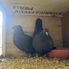 جوز مصري منتج وجاكوبي اخوان