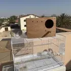 قفص نضيف للبيع