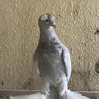 حمام زينه العدد ست حبات
