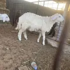 2 رخال حريات طيبات