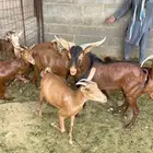 معزاء جنوبيه العدد 6 بافحلها