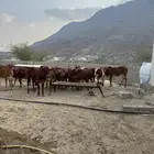 حسايل اناثي بقر للبيع