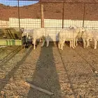 طليان حريات جذعان