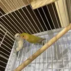 زوج روز منتج