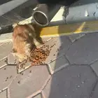 قطه تبني صغيره