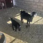 عنز للبيع في بيشه