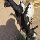 موجود ماعز قزم ذكر وأنثى