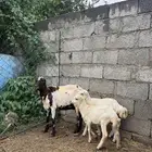 نعجه منتوج