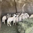 ذبايح طريق الملك عبدالله