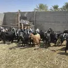 معزا للبيع العدد 45