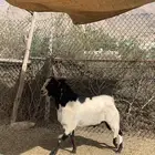 تيس فحل صنف