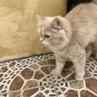 قطة شيرازيه للتبني