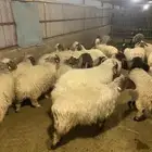 غنم نعيم مراح 30