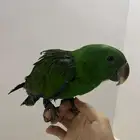 بغبغاء اكليكتوس