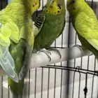 طيور بادجي للبيع