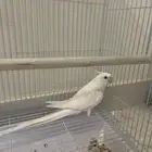 كروان البينو